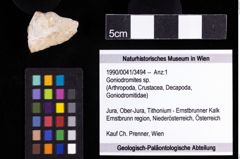 Foto (Objekt + Etiketten) von Goniodromites sp. 